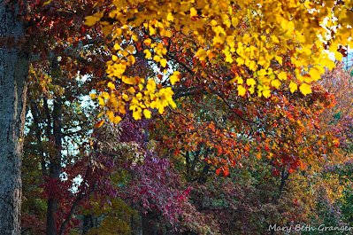 fall trees photo by mbgphoto