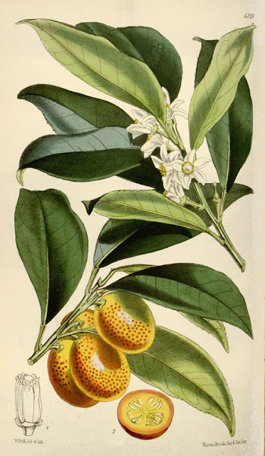 Walter Hood Fitch, Kumquat Fruit and Tree botanical illustration, 1874