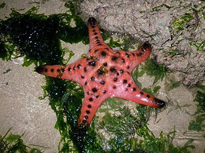 Knobbly Sea Star (Protoreaster nodosus)