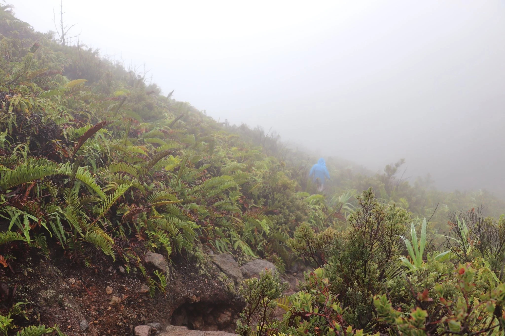 Hiking climbing Mt. Apo - Lonely mountaineer at Mt. Apo