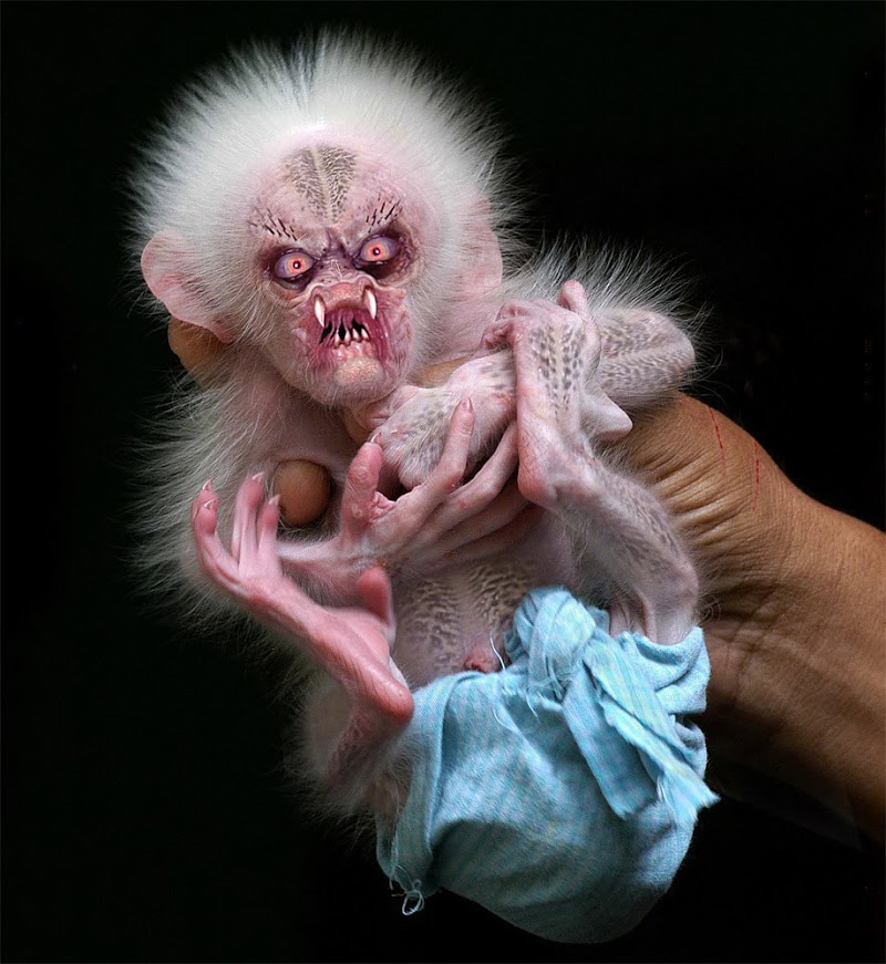 Inspirasi Istimewa Newborn Cute Baby Monkeys