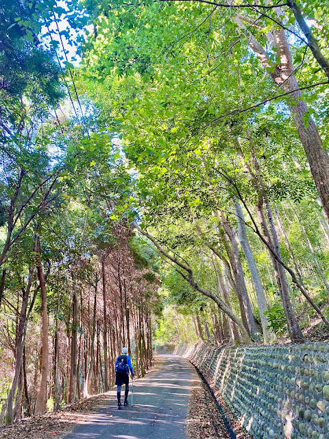 台灣肖楠樹林