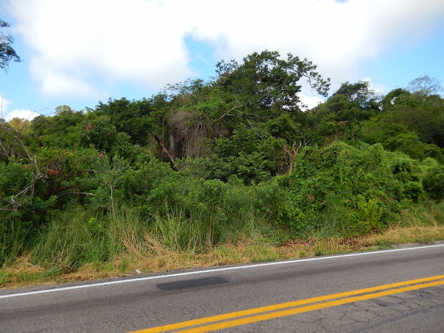 selva, carretera, mexico