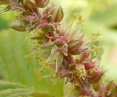 野莧菜的花