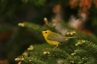 Wilson's warbler in fir, Newfoundland