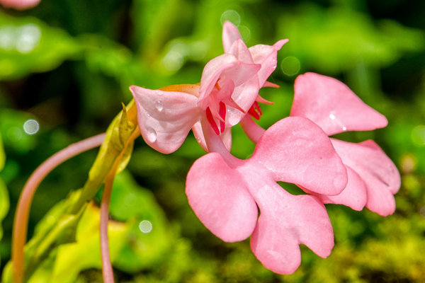 Dragon Flowers