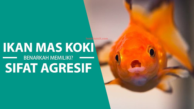 Apakah Ikan Mas Koki Memiliki Sifat Agresif?