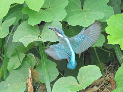 黒目川 飛翔 カワセミ