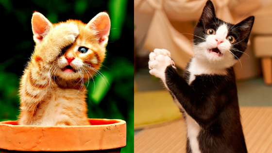 7 Cat Breeds With the Friendliest Personalities