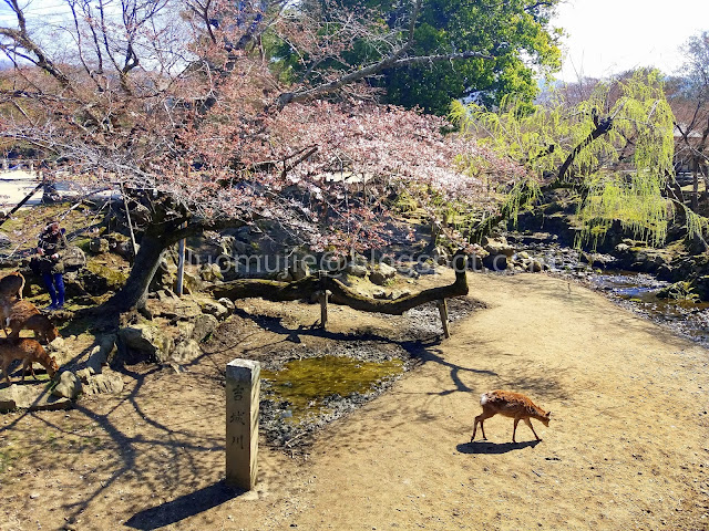 Japan cherry blossoms