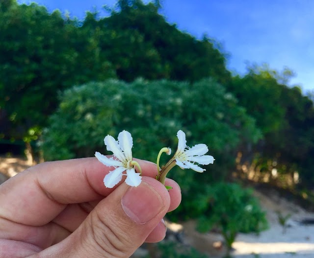 Độc đáo loài hoa Love ở đảo Bé Lý Sơn