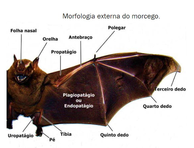 Anatomia externa do morcego - folha nasal, orelha, propatágio, antebraço, polegar, terceiro dedo, quarto dedo, quinto dedo, tíbia, pé, uropatágio