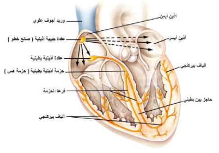 الشكل 16-10: جهاز التوصيل في القلب.