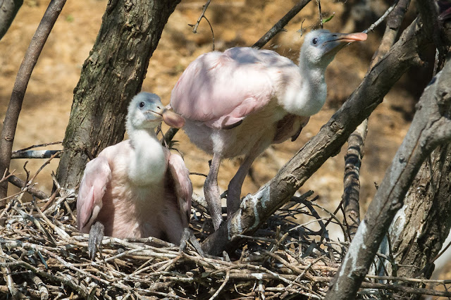 Roseate Spoonbill Babies, Smith Oaks Sanctuary