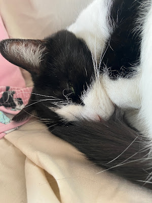 close up of black and white cat