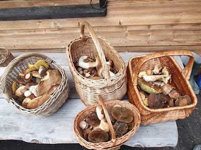 grzyby na Orawie, grzyby w lipcu, grzyby 2016, Lejkowiec dęty Craterellus cornucopioides, borowik szlachetny Boletus edulis, jadalne borowiki, murszak rdzawy - Phaeolus schweinitzii