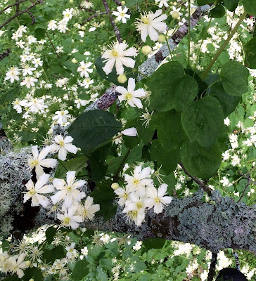 Clematis Summersnow