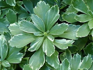 Pachysandra terminalis 'Variegata'