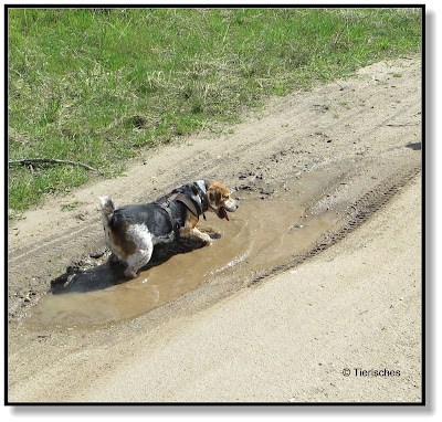 und schon wieder eine Pfütze und der Hund liegt drin