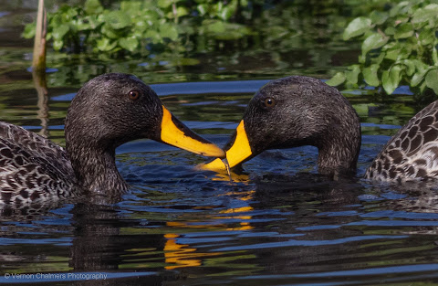 Yellow-Billed Ducks The Paddocks Milnerton Copyright Vernon Chalmers