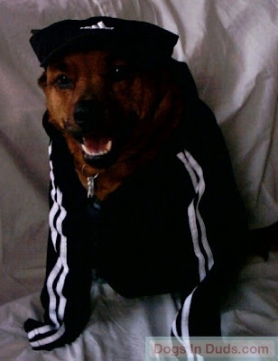 Gangsta Dog Seen On www.coolpicturegallery.us