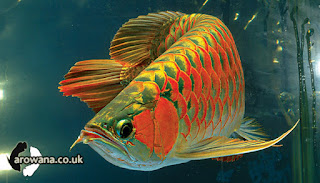 Dragon Fish Arowana Beauty