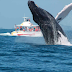 República Dominicana expresa rechazo a la cacería de ballenas para alimentos