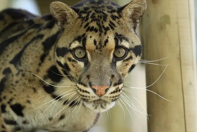 Top 10 Most Powerful Wild Cats in the World