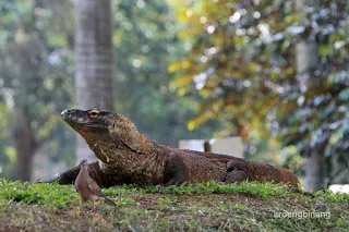 Peta Kandang Kebun Binatang Ragunan