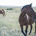 brown horse in the wild