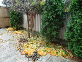 Oakwood Village Toronto Fall Backyard Cleanup by Paul Jung Gardening Services before