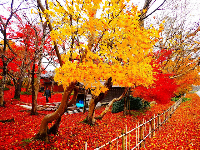 「紅葉節」活動已經結束。不過，12月初才是這裡最美的時候！