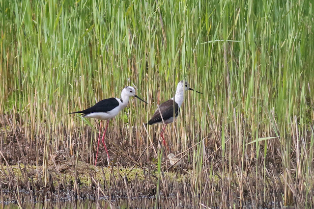 Black Winged Stilt, breeding, Potteric Carr, Yorkshire, Yorkshire Wildlife Trust, Climate Change