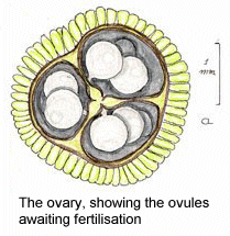 The Flower Parts