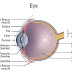 Cara Mudah Mengingat Bagian Dan Fungsi Indra Penglihatan