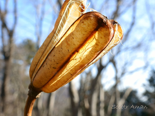 Cardiocrinum cordatum