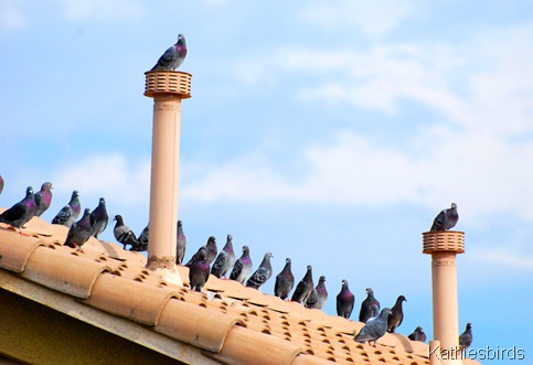 6. Pigeons-kab