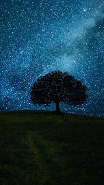 Wallpaper Grass Field, Tree, Starry Sky, Night