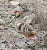 chukar2