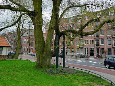 A huge tree with heavy branches, on the corner of Zeeburgerdijk and Panamalaan in Indische Buurt / Amsterdam East; early spring 2013