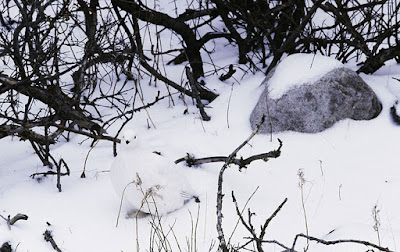 Perdiz enana camuflada en la nieve