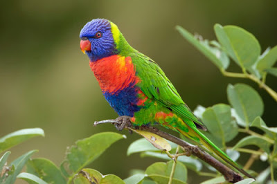 "Burung The Rainbow Lorikeet"