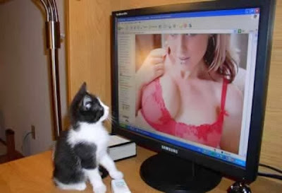 Looks like the cat is interested