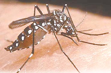 Aedes aegypti