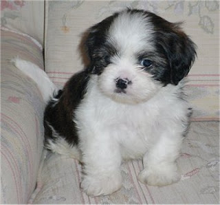 shih tzu high resolution cute puppy pictures