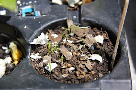 Perennial onion seedlings