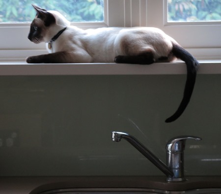 bingo_sink