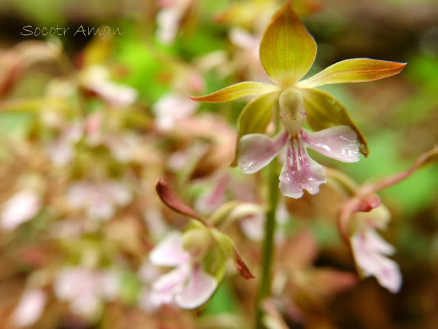 Calanthe discolor