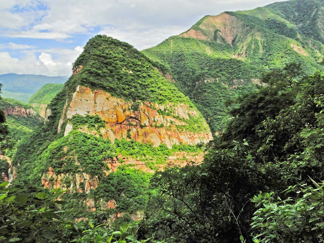 selva de las yungas