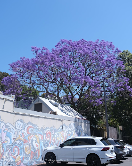 澳洲 悉尼 Australia Sydney 藍花楹 Kirribilli Milson Park Jacaranda